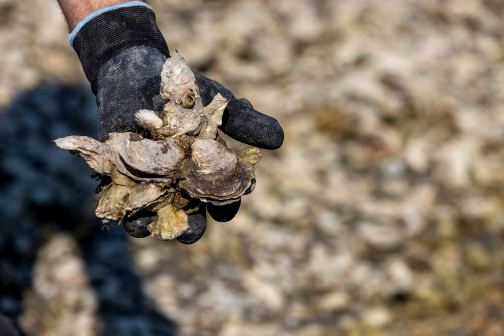 gloved hand holding cluster of oysters gloved hand holding cluster of oysters