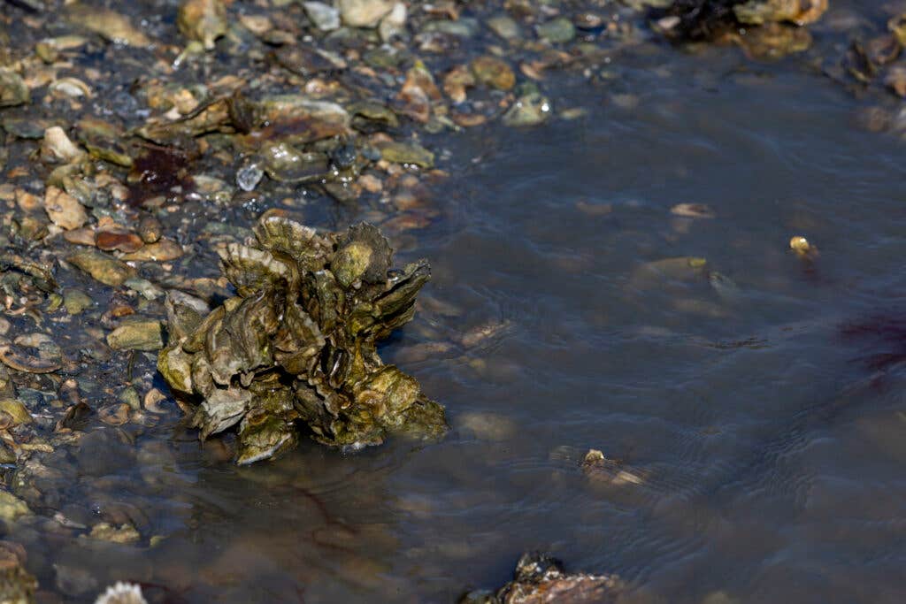 clusters of oysters along coast clusters of oysters along coast